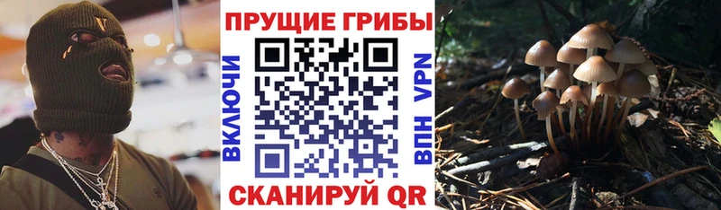 Псилоцибиновые грибы Psilocybine cubensis Неман